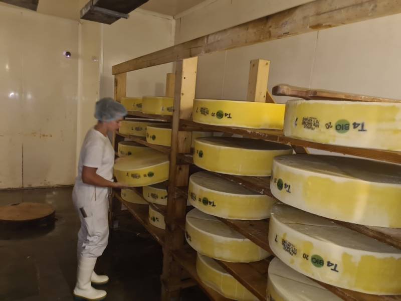 Fabrication du gruyère IGP BIO à la fruitière de Lavigney