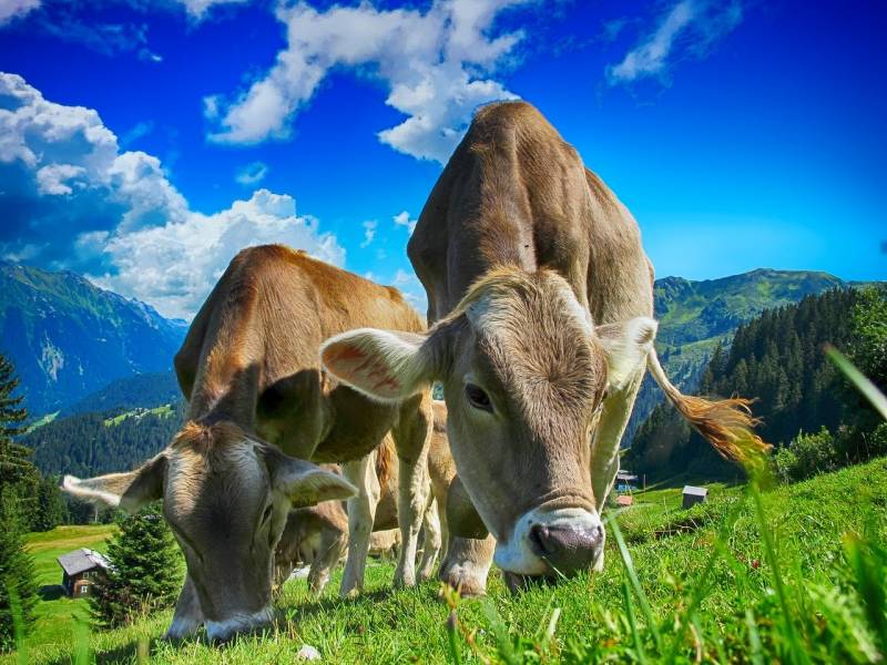 Fromage râpé pour industrie alimentaire en Rhône Alpes