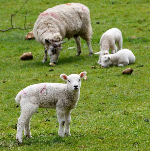 Les vaches, chèvres ou brebis utilisées pour le fromage bio sont-elles nourries exclusivement à l'herbe ?